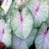 Menu Summer Breeze Caladium -Holland Bulb Farms 72137 summer breeze caladium 2
