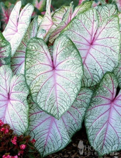 Menu Summer Breeze Caladium