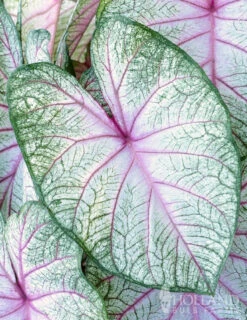 Menu Summer Breeze Caladium -Holland Bulb Farms 72137 summer breeze caladium 3