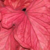 Menu Desert Sunset Caladium -Holland Bulb Farms 72138 desert sunset caladium