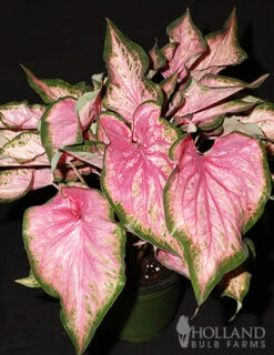 Menu Va Va Violet Caladium