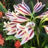Menu Stars & Stripes Crinum Lily -Holland Bulb Farms 72143 stars and stripes crinum lily