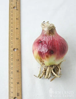 Menu Stars & Stripes Crinum Lily -Holland Bulb Farms 72143 stars and stripes crinum lily 2