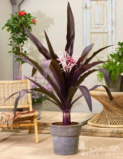 Menu Asiatica Purple Crinum Lily