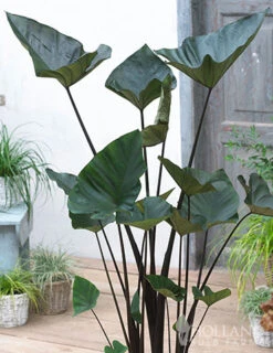 Menu Tropical Container Garden Collection -Holland Bulb Farms 72145 tea cup elephant ear 1