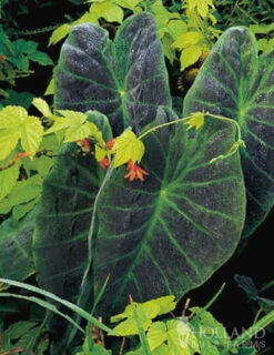Menu Tropical Container Garden Collection -Holland Bulb Farms 72147 illustris elephant ear