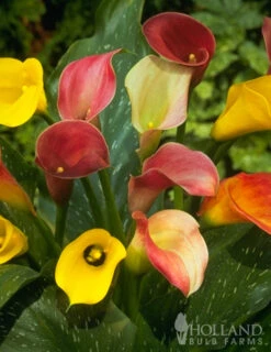Holland Bulb Farms 20 Holland Bulb Farms -Holland Bulb Farms 73101 hybrid calla lilies mixed value bag 2 1