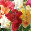 Menu Mixed Tall Canna Value Bag -Holland Bulb Farms 73102 mixed tall canna value bag