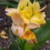 Menu Picasso Dwarf Canna 2 Menu Picasso Dwarf Canna -Holland Bulb Farms 73108 2 1