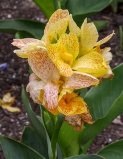 Menu Picasso Dwarf Canna