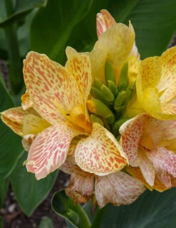 Menu Dwarf Canna Collection -Holland Bulb Farms 73108 3