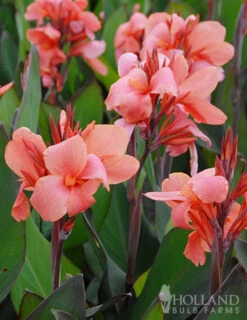 Menu Pink Canna Collection -Holland Bulb Farms 73109 city of portland canna