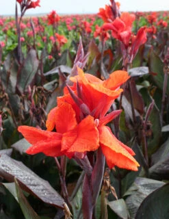 Menu Red Hot Canna Collection -Holland Bulb Farms 73110 2