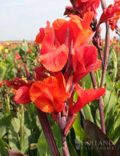 Menu Crazy For Cannas Collection -Holland Bulb Farms 73110 red king humbert canna 3
