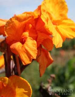 Menu Tall Canna Collection 23 Menu Tall Canna Collection -Holland Bulb Farms 73112 wyoming canna 2 2