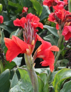 Menu The President Canna -Holland Bulb Farms 73113 2 1