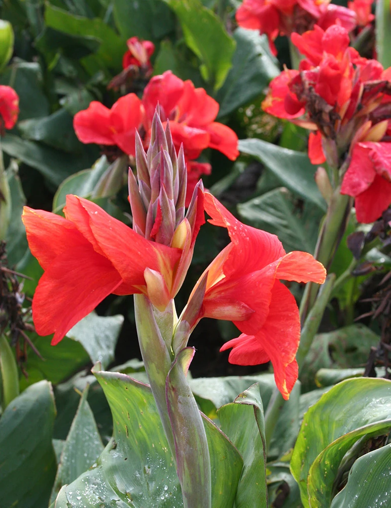 Menu Tall Canna Collection 14 Menu Tall Canna Collection - Image 12