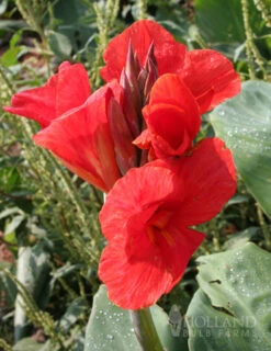 Menu Red Hot Canna Collection -Holland Bulb Farms 73113 the president canna