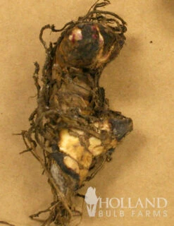 Menu Dwarf Canna Collection -Holland Bulb Farms 73114 los angeles canna 2 2