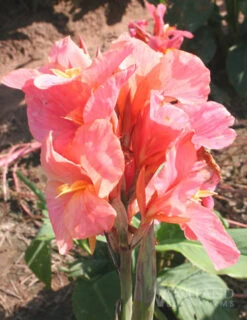 Menu Dwarf Canna Collection -Holland Bulb Farms 73114 los angeles canna 3