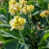 Menu Pfitzer's Primrose Yellow Dwarf Canna -Holland Bulb Farms 73115 2