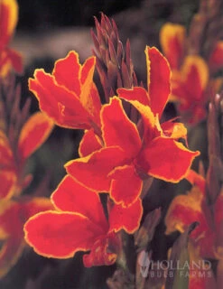 Menu Bridget's Sultry Sun Plant Trio -Holland Bulb Farms 73116 rosemond cole canna