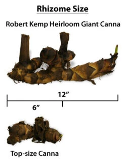 Menu Robert Kemp Heirloom Giant Canna -Holland Bulb Farms 73118 robert kemp heirloom giant canna 2