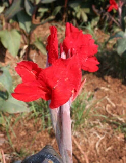 Menu Red Hot Canna Collection -Holland Bulb Farms 73119 2