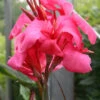 Menu Shell Pink Dwarf Canna 2 Menu Shell Pink Dwarf Canna -Holland Bulb Farms 73122