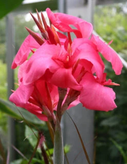 Menu Shell Pink Dwarf Canna