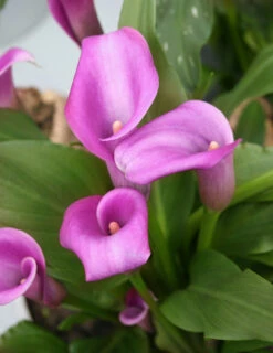 Menu Juicy Fruit Calla Collection -Holland Bulb Farms 73124 1 3