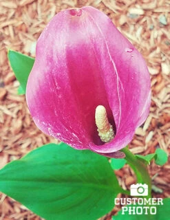 Menu Crystal Clear Calla Lily Collection -Holland Bulb Farms 73124 2018 07 18 lavender gem calla lily sara 2 2