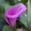 Menu Lavender Gem Calla Lilies -Holland Bulb Farms 73124 lavender gem calla lilies 5