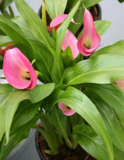 Menu Bridget's Purple Passion Trio -Holland Bulb Farms 73130 2