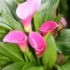 Menu Garnet Glow Calla Lilies -Holland Bulb Farms 73130 4