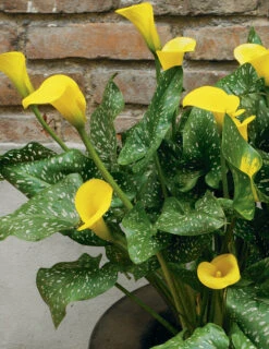 Menu Juicy Fruit Calla Collection -Holland Bulb Farms 73134 3 2