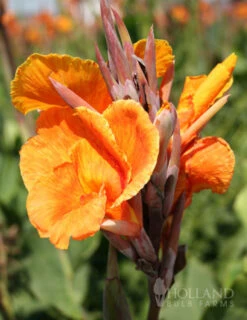 Menu Crazy For Cannas Collection -Holland Bulb Farms 73141 crazy for cannas collection 5