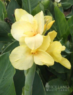 Menu Crazy For Cannas Collection -Holland Bulb Farms 73141 crazy for cannas collection 6