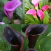 Menu Fairytale Calla Lily Collection -Holland Bulb Farms 73142 2