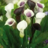 Menu Deluxe Exclusive Calla Combo -Holland Bulb Farms 73149 deluxe exclusive calla combo