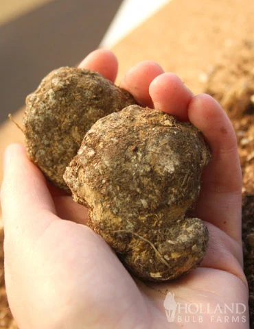 Menu Deluxe Exclusive Calla Combo 4 Menu Deluxe Exclusive Calla Combo - Image 2