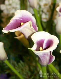 Menu Deluxe Exclusive Calla Combo 7 Menu Deluxe Exclusive Calla Combo -Holland Bulb Farms 73149 deluxe exclusive calla combo 3