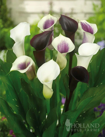 Menu Deluxe Exclusive Calla Combo 3 Menu Deluxe Exclusive Calla Combo