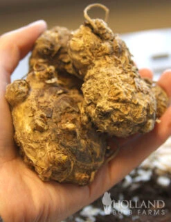 Holland Bulb Farms 18 Holland Bulb Farms -Holland Bulb Farms 73151 albomaculata calla lily 2 2