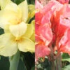 Menu Soft & Sweet Canna Collection -Holland Bulb Farms 73156 soft and sweet canna collection