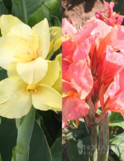 Menu Soft & Sweet Canna Collection