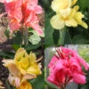 Menu Dwarf Canna Collection -Holland Bulb Farms 73158