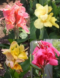 Menu Dwarf Canna Collection