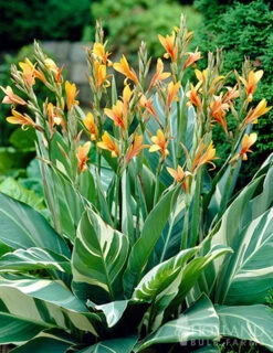 Menu Stuttgart Canna