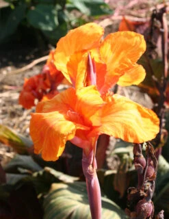 Menu Phasion Canna